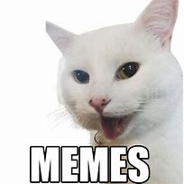 Image result for Anti Cat Meme