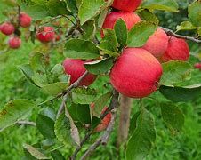 Image result for Red 4 Apple in the Tree