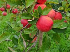 Image result for Wild Red Apple