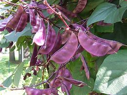 Image result for Red and White Bean Pod
