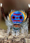 Image result for Peacock Spider Dancing