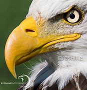 Image result for Images of Bald Eagle Heads