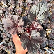 Image result for Heuchera Timeless Night