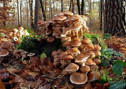 Image result for Largest Living Organism On the Planet