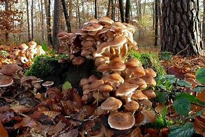 Image result for Big Honey Mushroom