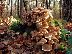 Image result for Oregon Giant Mushroom