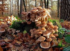 Image result for Largest Mushroom On Earth