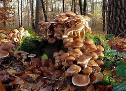 Image result for What Is the Biggest Organism On Earth