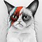 Image result for Grumpy Cat Drawings
