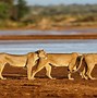 Image result for Masai Mara Kenya Animals