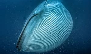 Image result for What Is the World's Biggest Animal