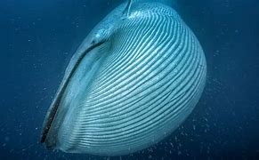 Image result for What Is the Biggest Water Animal in the World