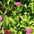 Image result for Spiraea japonica crispa