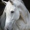 Image result for Andalusian Horse Breed