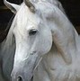 Image result for Andalusian Horse Coat Colors