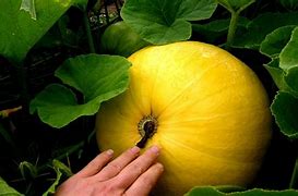 Image result for Round Squash Varieties