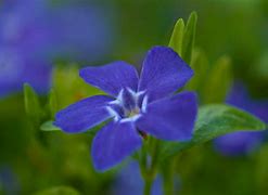 Image result for Vinca Minor Ground Cover Plants
