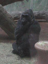 Image result for Colo Gorilla