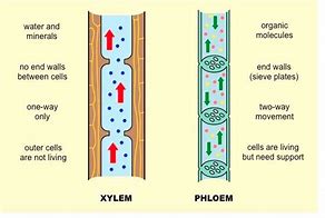 Image result for Xylem and Phloem Drawing