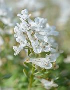 Image result for Corydalis solida Snowy Owl
