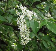 Image result for Prunus padus