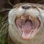 Image result for River Otter Teeth