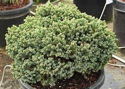Picea glauca Burming Well-साठीचा प्रतिमा निकाल