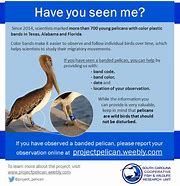 Image result for Pelican Life Cycle