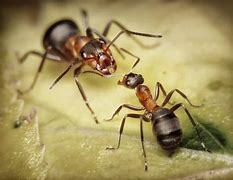 Image result for Giant Soldier Ant