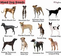 Image result for Types of Mixed Breed Dogs