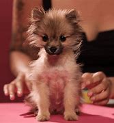 Image result for Jeff Pom Dog