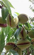 Image result for Prunus dulcis Robijn