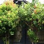 Image result for Types of Bushes for Privacy