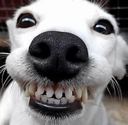 Image result for Smiling Dog Meme 1080