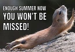 Image result for Animal Meme Funny Hot Weather