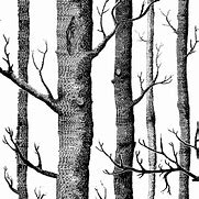 Image result for Black and White Tree Wallpaper
