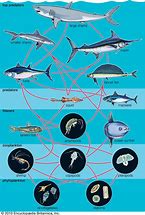 Image result for Basic Shark Food Chain