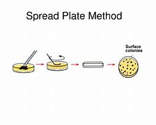 Image result for 50 50 Plate Method