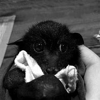 Image result for Red Bat Baby