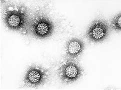 Image result for Human Papillomavirus Philippines Doh