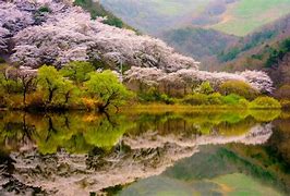 Image result for Cherry Blossom Forest Background
