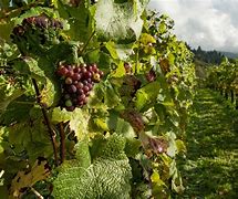 Image result for grape vineyard