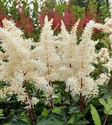 Astilbe Rock and Roll ® (Arendsii-Group) に対する画像結果