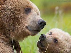Image result for New Girl Mama Bear