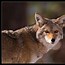 Image result for Wildlife at Coyote Wall Pics