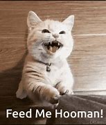 Image result for Feed Me Cat Meme