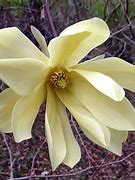 Image result for Magnolia Goldstar