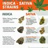 Image result for All Types of Weed