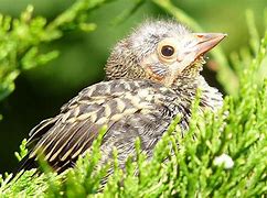 Image result for BABY BIRDS 