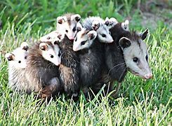 Image result for Images of Possums